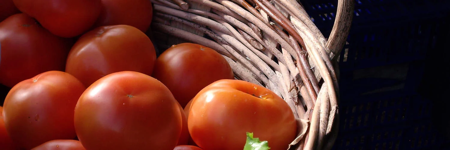 What is the tomato's fault?